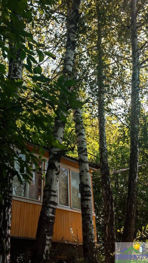 photo_5303353621024019907_y